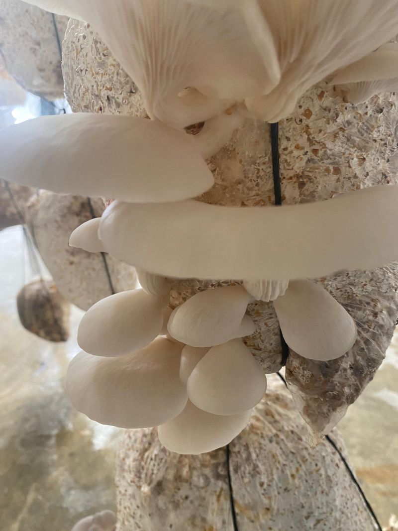 hongos ostra 2