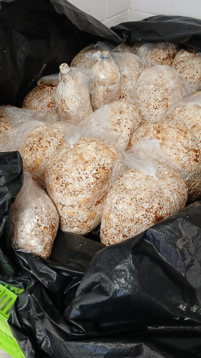 hongos ostra 3