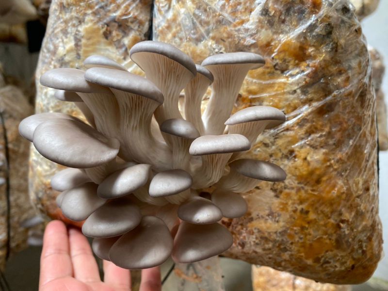 Hongos 2
