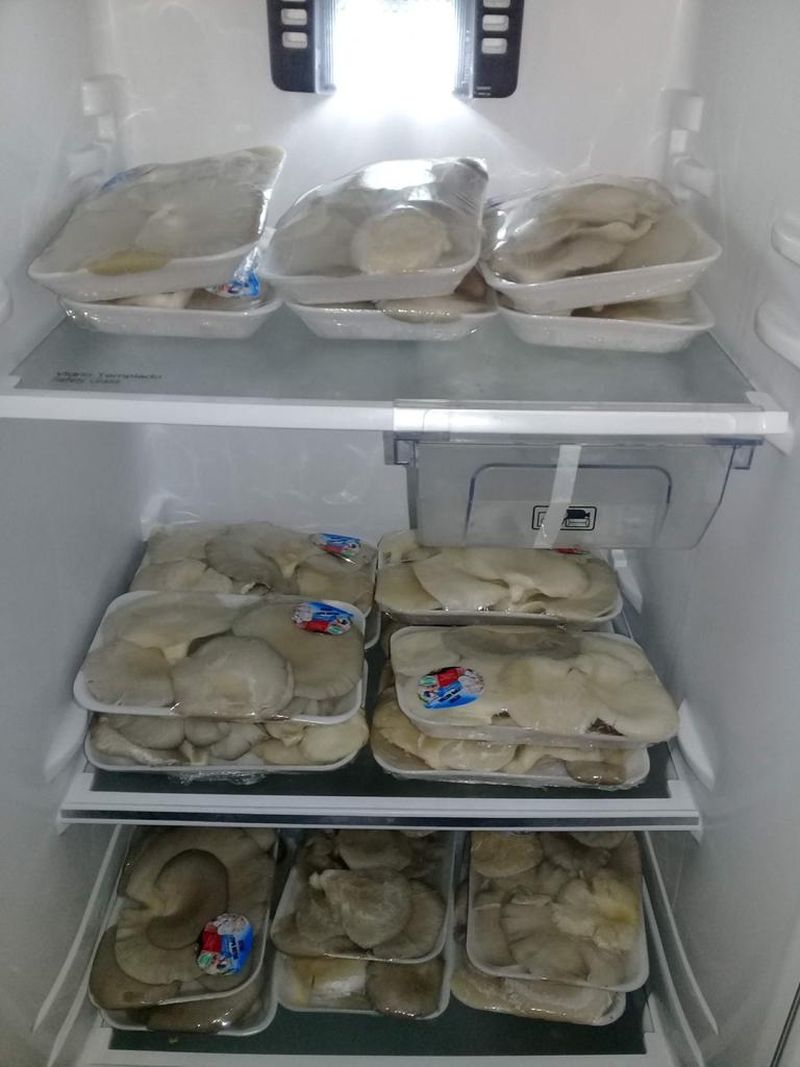 Hongos 3